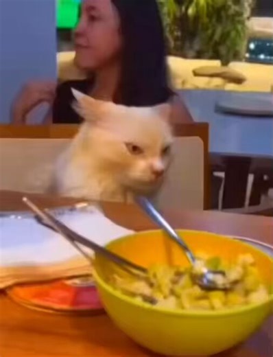 Quem leu e não pensou na moça TEA chorando no Lollapalooza tá mentindo