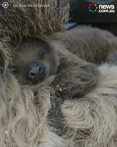 Some daily cuteness. 😍 | News.com.au