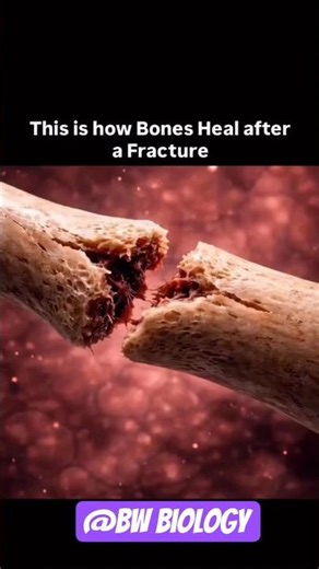 How Bones Heal (Satisfying 3D Animation) #healing #trendingshorts #bonefacts #viralshorts