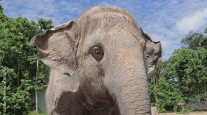 Close up face of Asian Elephant or Asiatic elephant in the zoo park, Thailand.