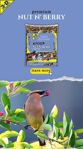 The Cedar Waxwing can be quite considerate as they are known for their unique behavior of passing berries down a line of birds before eating them. During the summer, you may find them in the northern US around open woodlands, orchards, gardens, and rivers and lakes, near fruiting trees and shrubs. These birds love to eat berries, so try attracting them to your backyard with Nut N' Berry: https://www.3dpetproducts.com/products/nut-n-berry/ | 3-D Pet Products | Facebook