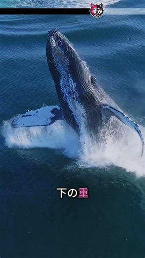 シロナガスクジラが実際どれほど大きいかを理解しようとすると