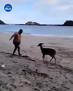 Put up those hooves 🥊 | Daily Mail Video