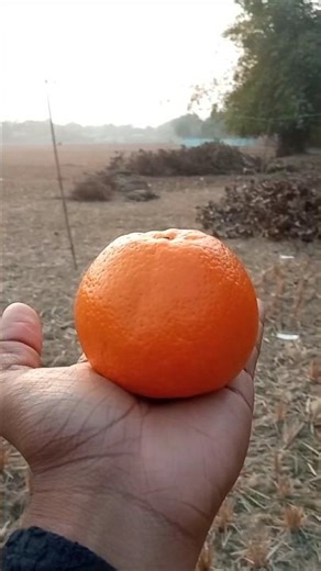 Orange Flower Design #shorts #viralshorts #flowerdesign #orangedesign #satisfying #natureart