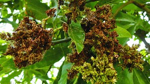 इस तरह से करें गुच्छा रोग का उपचार, फलों से लद जायेगा आम का पेड़ | how to treat mango tree bunch disease | Herzindagi