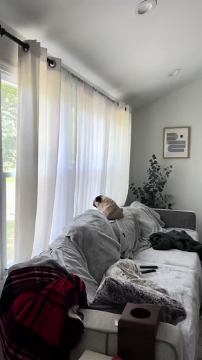 Floki and Vienna's Hilarious Pug Screaming Compilation