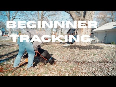 Tracking with MJ — Simple, Clean Foundation Work | Beginner Tracking Dog | Basic Tracking For Dogs