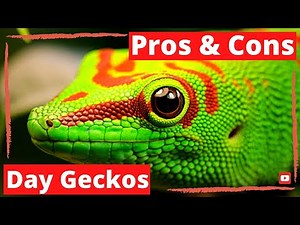 Pros & Cons to Giant Day Geckos As Pets (2021)