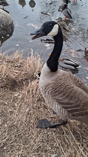 What does a goose hissing sound like?