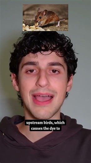 Wild Pigs with Neon Blue Flesh?