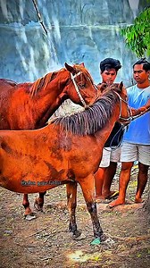 horse breeding season time #mare #horsebreeding #stallion #equinebreeding
