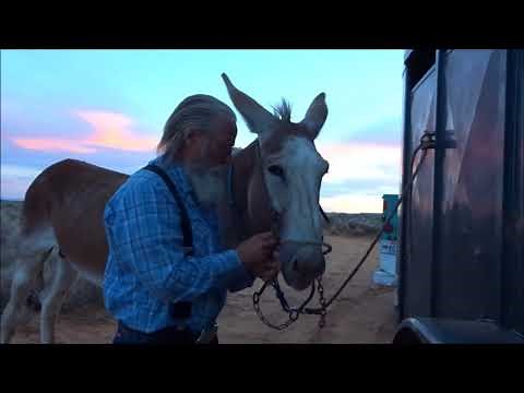 Very nice riding and breeding Mammoth Jack from Anderson Foxtrotters