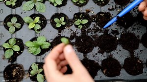 Gartenjahr startet: Diese Pflanzen sollten Sie schon im Februar ziehen