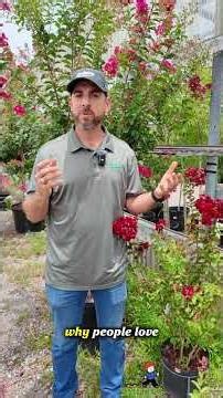 Why Crape Myrtles Don't Deserve the Hate