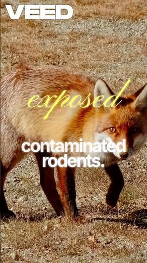 The Hidden Danger of Rat Poison: How It Kills Raptors and Wildlife