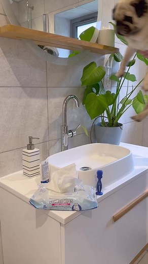 370K views · 5.9K reactions | A little pamper time for king Puggy!  My wrinkle is shiny and fresh thanks to Squishface  Use code puggysmalls for 10% off! Available now on Amazon UK! ️ #squishface #wrinkleclean #puggysmalls #notoriouspugs #dogsofinstagram #pugs #puglife #cutedogs #cuteanimals #petcare #petsofinstagram #instadoggo | Puggy Smalls | Facebook