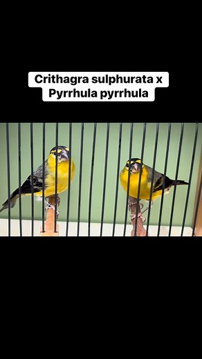 #Crithagra sulphurata #Pyrrhula pyrrhula#Hybrid#Bastard#Bird#Vogel#Mischling#Hybridization#Hybridbird#Hybriden#Ptak# | Marius Mikolajczyk