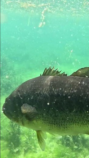 🤯 The BIGGEST BASS You've Ever Seen Up Close?! 🤯