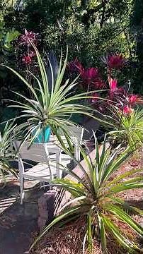 These Pineapple Plants Surprised Me with Growth!