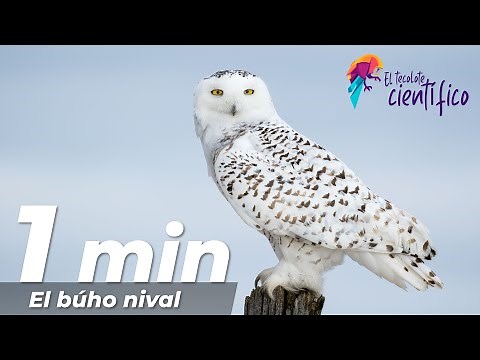 El búho nival (Bubo scandiacus) EN UN MINUTO