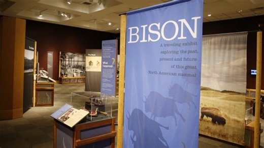 Where the buffalo roam: National Cowboy Museum exhibit celebrates the American bison
