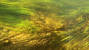 📽️ Adult sea #lamprey recorded spawning this year -by the Habitats Directive team at Inland Fisheries Ireland Visit tinyurl.com/ksff983b for more on our Habitats Directive project. | Inland Fisheries Ireland