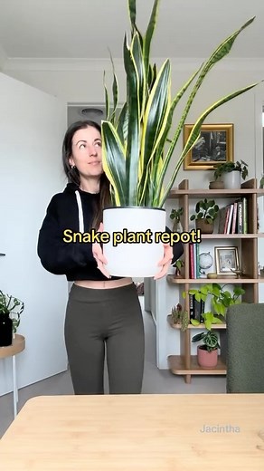 🐍Let’s repot my snake plant! She has been in this pot since 2020 and Snake plants typically need to be repotted every 2-3 years 👀 One sign that it is time for a repot is the plant is top-heavy and prone to tipping over 🫨 Youll need! 🪴A new pot with drainage! (Atleast 2 inches larger than the current one) 🤎Fresh, well-draining potting mix (i use a cacti mix) 🥄spade Squeeze the plant out and size up two inches! Ive gone even bigger as im combining two plants 🐍🐍 You can gently separate the 