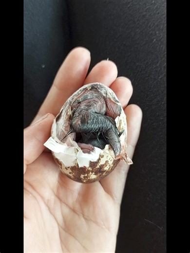 67K views · 1.9K reactions | A special video we made for those of you who have never seen a baby Vuvuzela | Owl Rescue Centre | Facebook