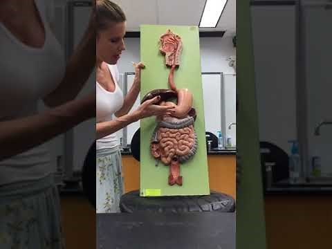 Digestive System: Part 2