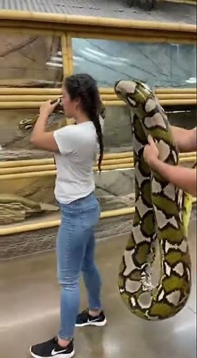 Giant Python on Woman’s Shoulders 😱 | Insane Zoo Moment Caught on Camera