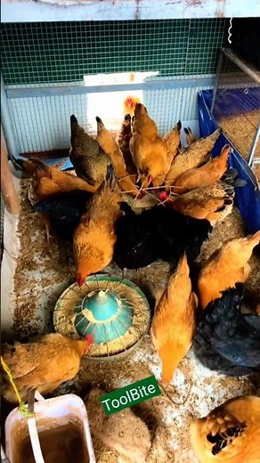 How This Easy Feeding System Keeps Chickens Happy All Day