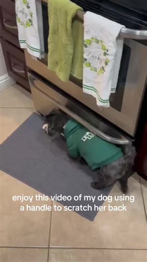 Dog Uses Handle for Back Scratching