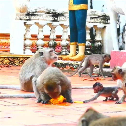Mr Chamon doing bad with his baby Randy, Baby comes to take some pieces of mango | Monkey Smile