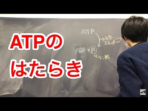 ATPのはたらき【ATP②】 高校生物基礎