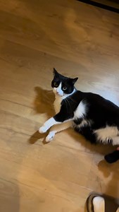 Excuse me sir, Why are you sliding ME !? | Lilochipie