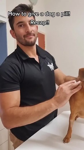 Easy Tips for Giving Your Dog a Pill