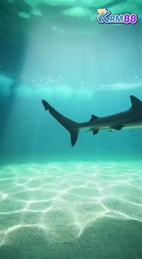 Penyelamatan Ikan Jerung 🦈