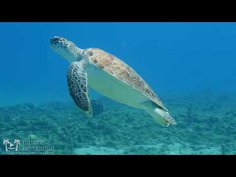 Oceanography PSA - Bottom Trawling
