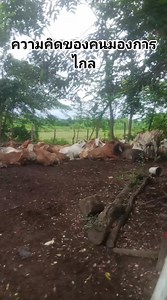 ซื้อถูกขายแพงมีแต่กำไร #คนเลี้ยงงัว #งัวไล่ทุ่ง #คนทำมาหากิน | คนทำมาหากิน คนทำมาหากิน