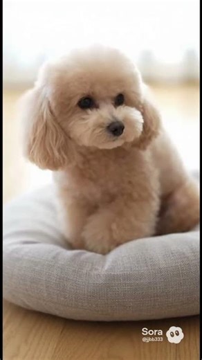 Ramen’s Gentle Face Scratch The Cutest Habit