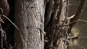 A well camouflaged lizard holds onto the trunk of an Italian Cypress tree as it basks in the sun. It twitches in the wind and finally starts to crawl out of the frame. The belly moves as it breathes.