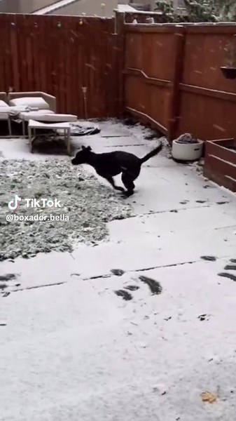 How I imagine her wee head sounded during her first snow day in her forever home 🥹🌨️ #dogsoftiktok #boxador #boxadorable #boxadorsoftiktok #labrador #labradorsoftiktok #boxerdog #boxerdogsoftiktok