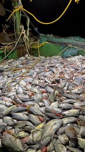 Wow 🤩 vera leval fishing | ஒரே பாடு வலையில் கிடைச்ச பாரை மீன்கள் 👍#thenkadalmeenavan #reels #fishing #video #seafood | Thenkadal meenavan