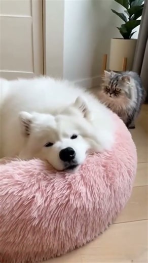 Dog Takes Over the Cat Bed, Cat Forced