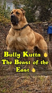 50K views · 4K reactions | The Most Intimidating Dog from Asia  . . . . #BullyKutta #GuardDog #StrongestDogs #PowerBreed #FearlessDog #DogFacts #dogreels | Doggy Discovery | Facebook
