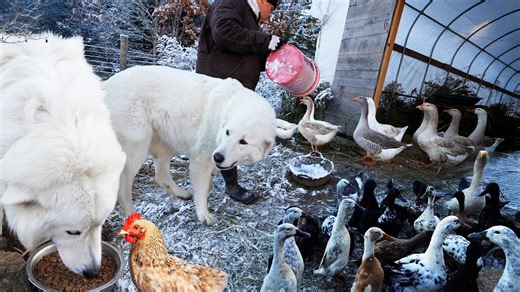 Day in farm life during stick season in Vermont