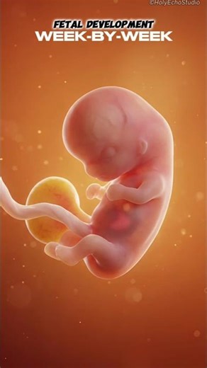Fetal Development Animation Week by Week | Baby Growth in Pregnancy (1–40 Weeks)