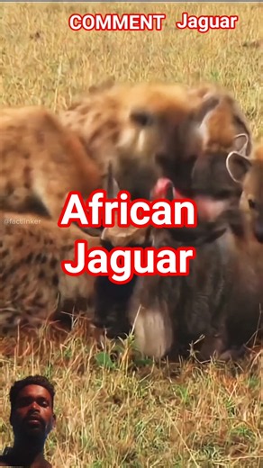Jaguar in African 💥 🦁 #trending #facts #animals #wildlife #lion #jaguar