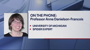 Three venomous spiders found in University of Michigan library