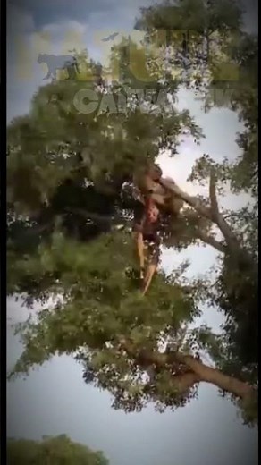 Leopard and Lion Fight Over a Carcass in a Tree With Unexpected Ending!